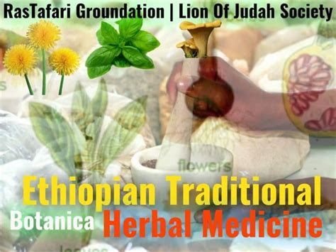  Medical Plants of Ethiopia - A Journey into Ancient Healing Practices and Vibrant Biodiversity!