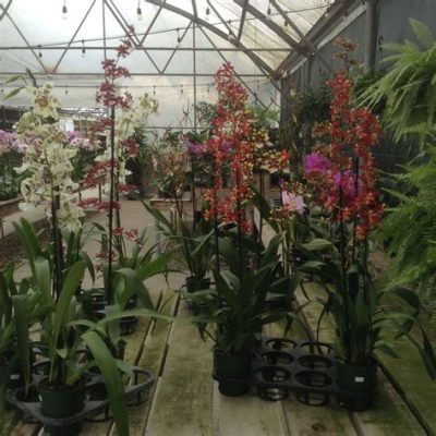  Orchid Fever: A Plant Obsession -  A Journey into Exotic Beauty and Unbridled Botanical Passion